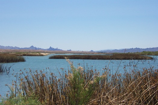 Topock Marsh