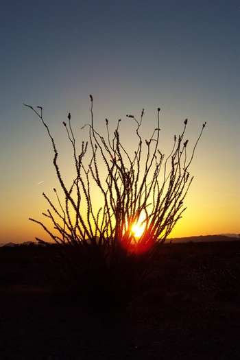 Arizona Desert