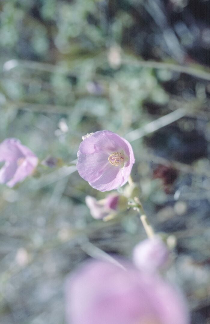 Picacho Peak Wildflowers