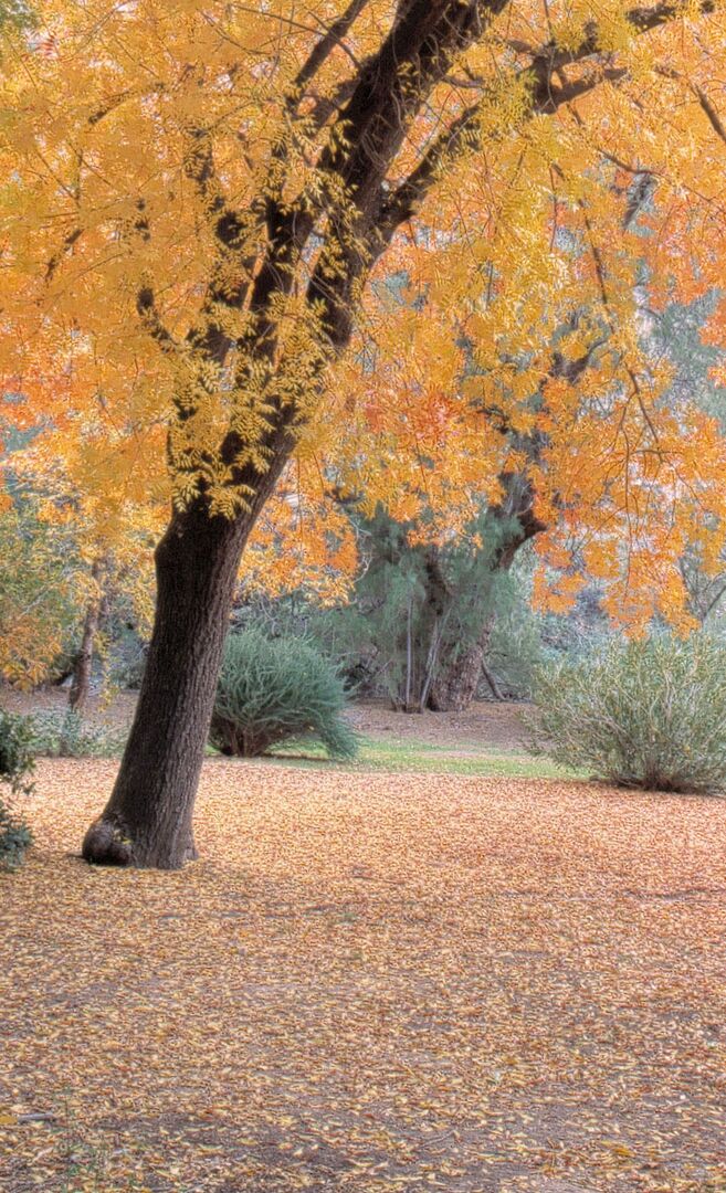 Boyce Thompson Arboretum, Superior_credit Arizona State Parks and Trails