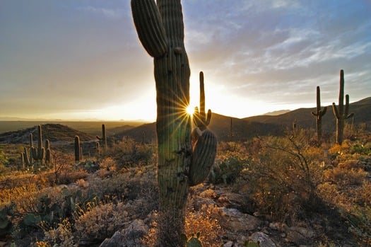 Tucson Desert