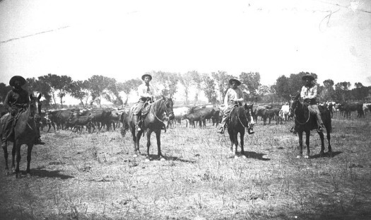 Vintage Cattle Herding Photo