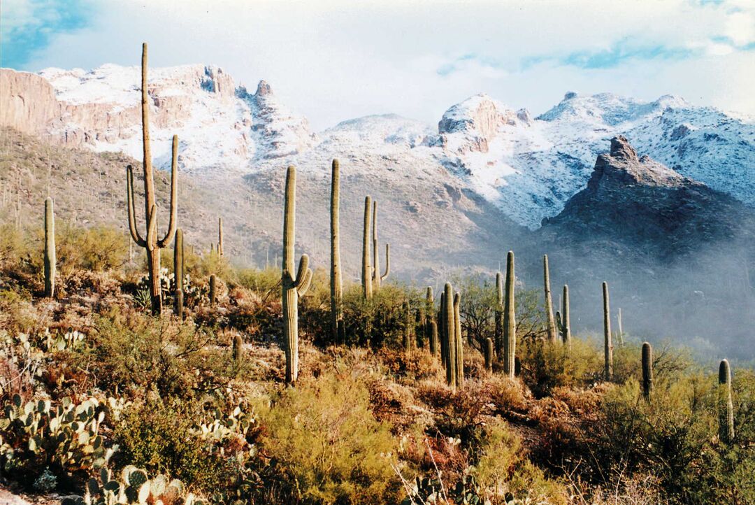 Catalina State Park, Tucson_credit Larry D. Fellows