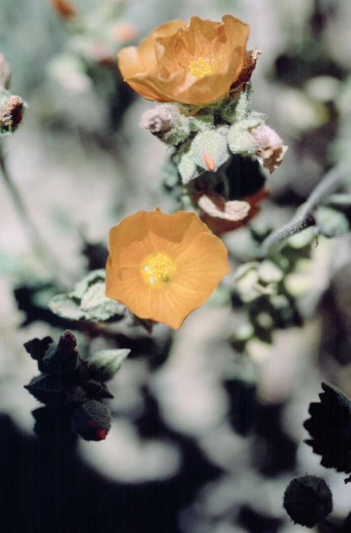 Picacho Peak Wildflowers