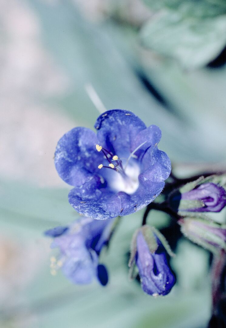 Picacho Peak Wildflowers