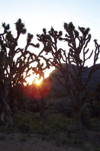 Arizona Desert