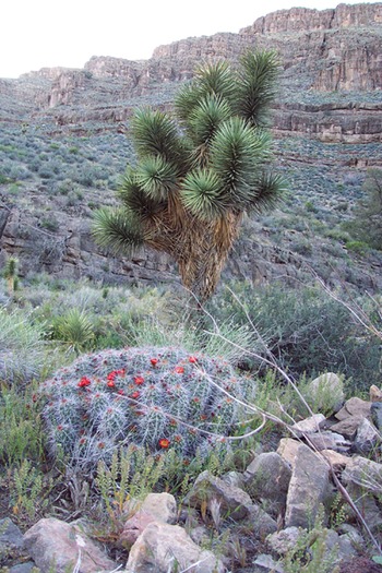 Arizona Desert