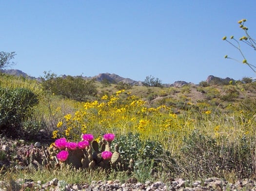 Arizona Desert