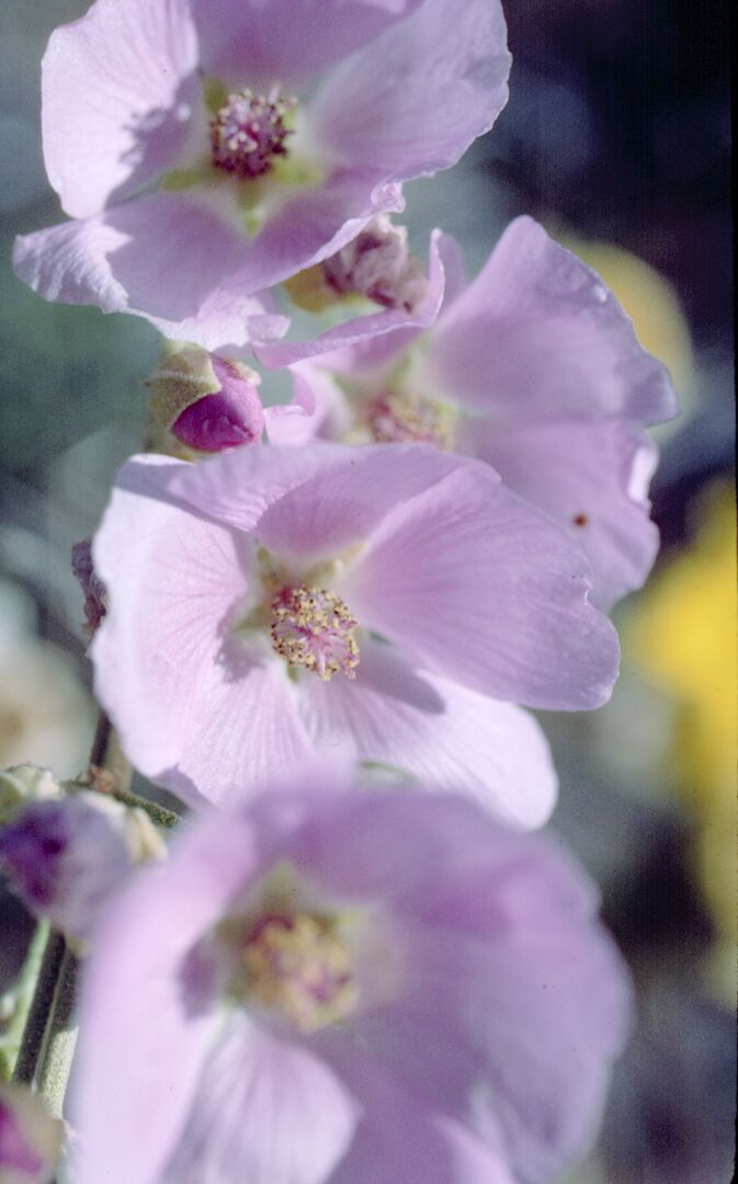 Picacho Peak Wildflowers