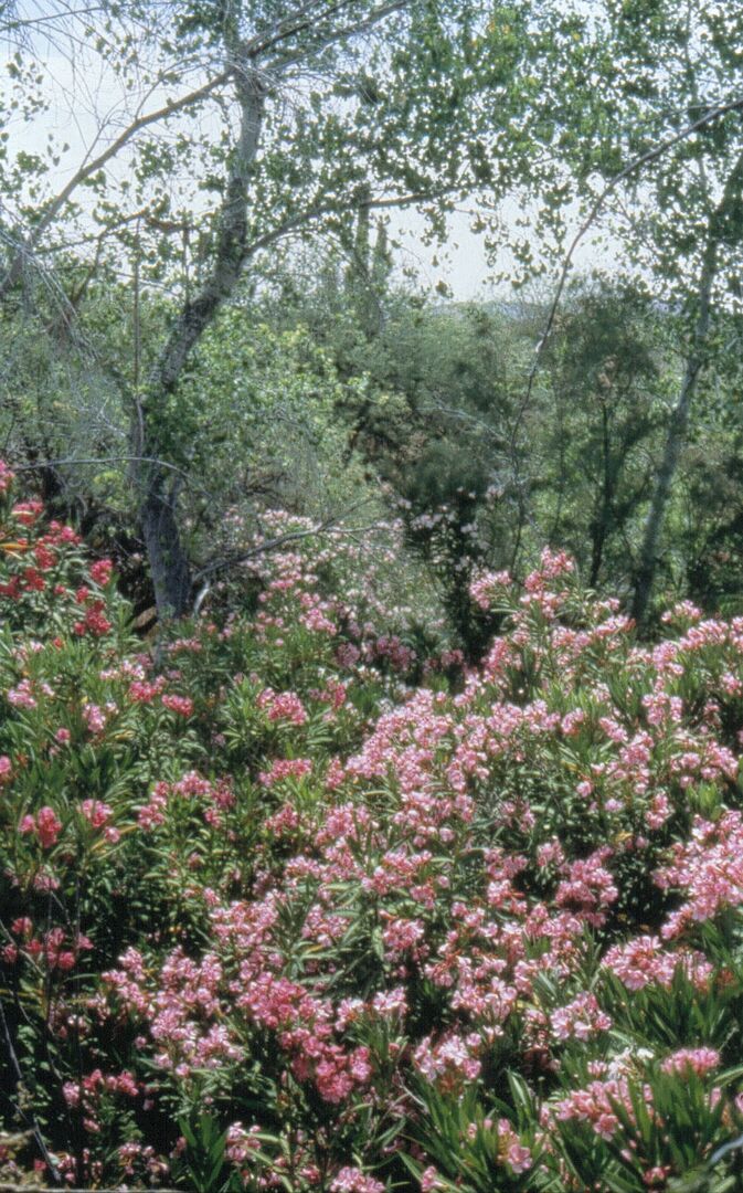 Boyce Thompson Arboretum, Superior_credit Arizona State Parks and Trails