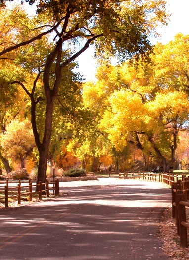 Fall in Prescott