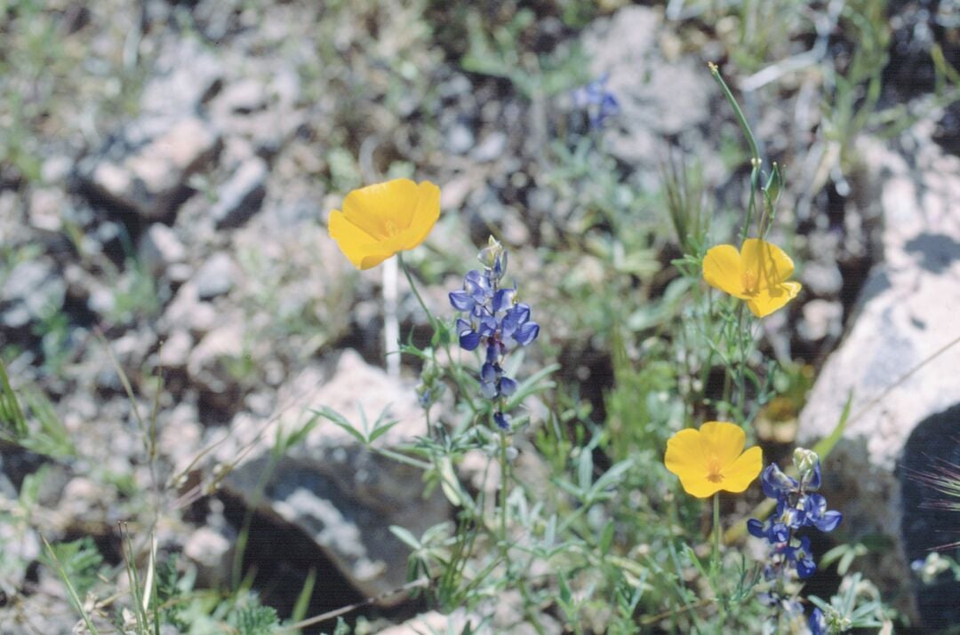 Picacho Peak Spring Flowers