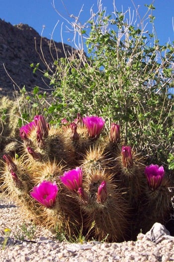 Arizona Desert