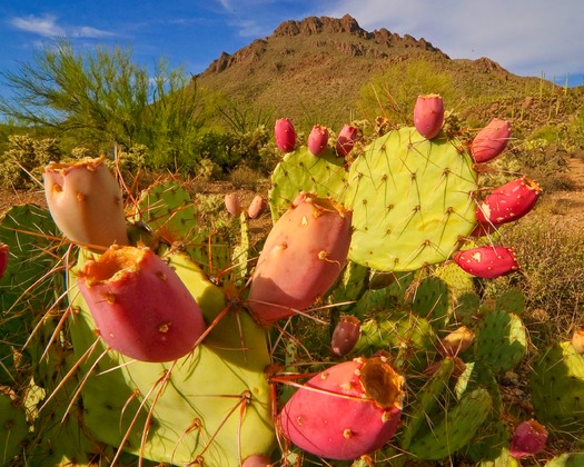 Prickly Pear Cactus in Tucson