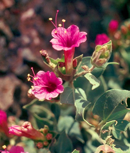 Desert Flowers