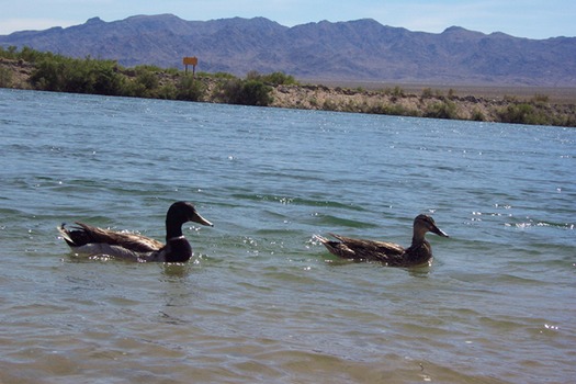 Arizona River