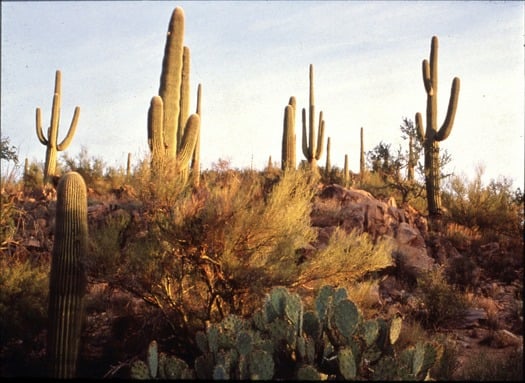 Saguaro National Park