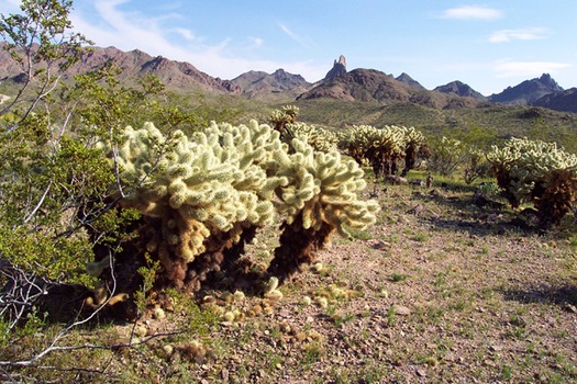 Arizona Desert