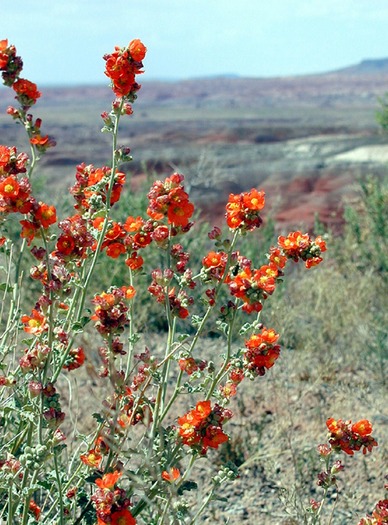 Desert Flowers