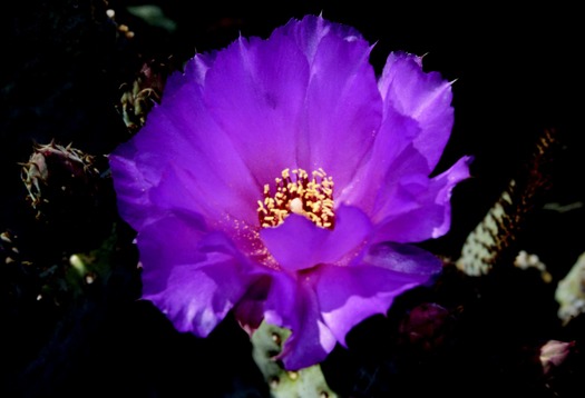 Prickly Pear Flower