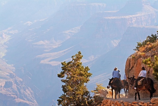 Grand Canyon Horseback Riding