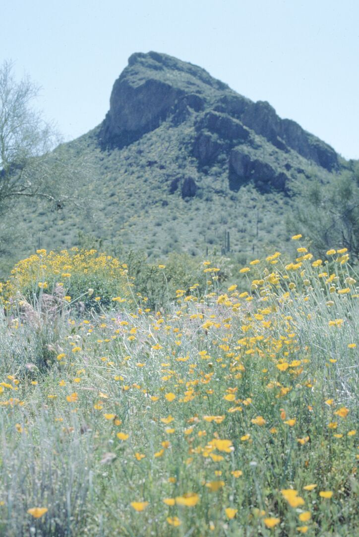 Picacho Peak State Park