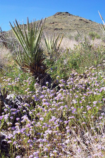 Arizona Desert