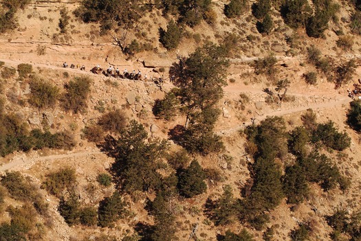 Grand Canyon Horseback Riding