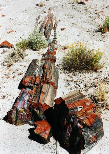 Petrifed Forest National Park