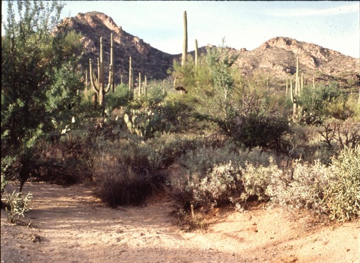 Saguaro National Park