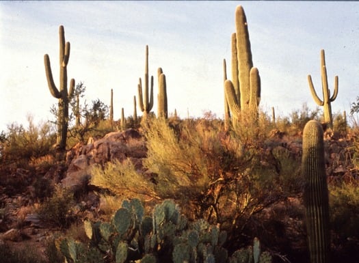 Saguaro National Park