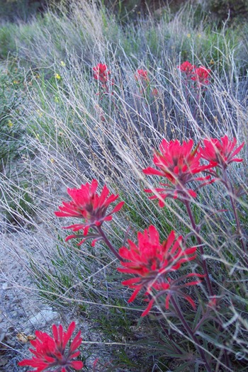 Arizona Desert