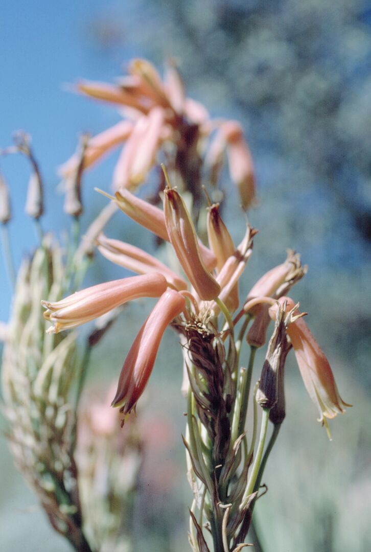 Picacho Peak Wildflowers