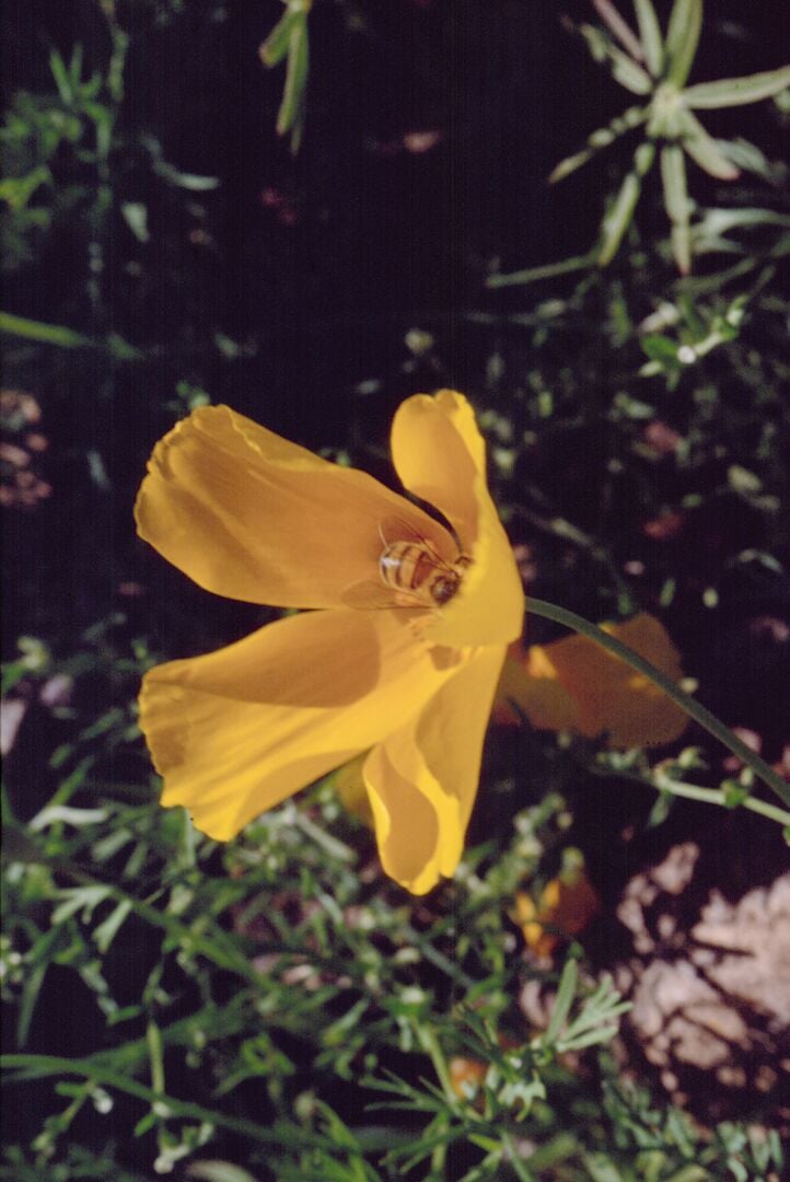 Picacho Peak Spring Flowers