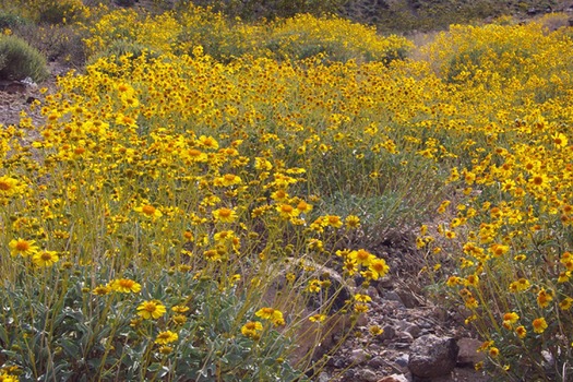 Arizona Desert