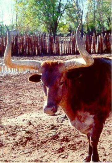 Longhorn Cattle