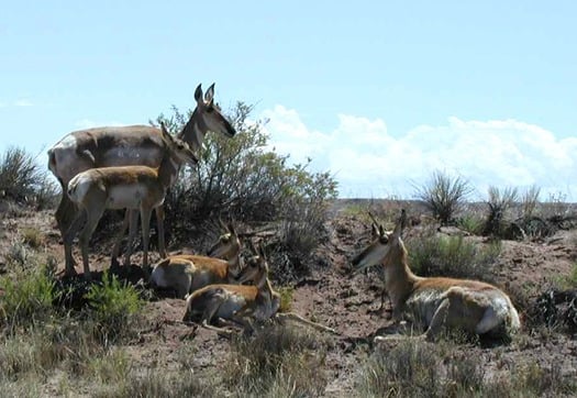 Pronghorns