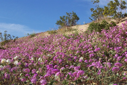 Arizona Desert