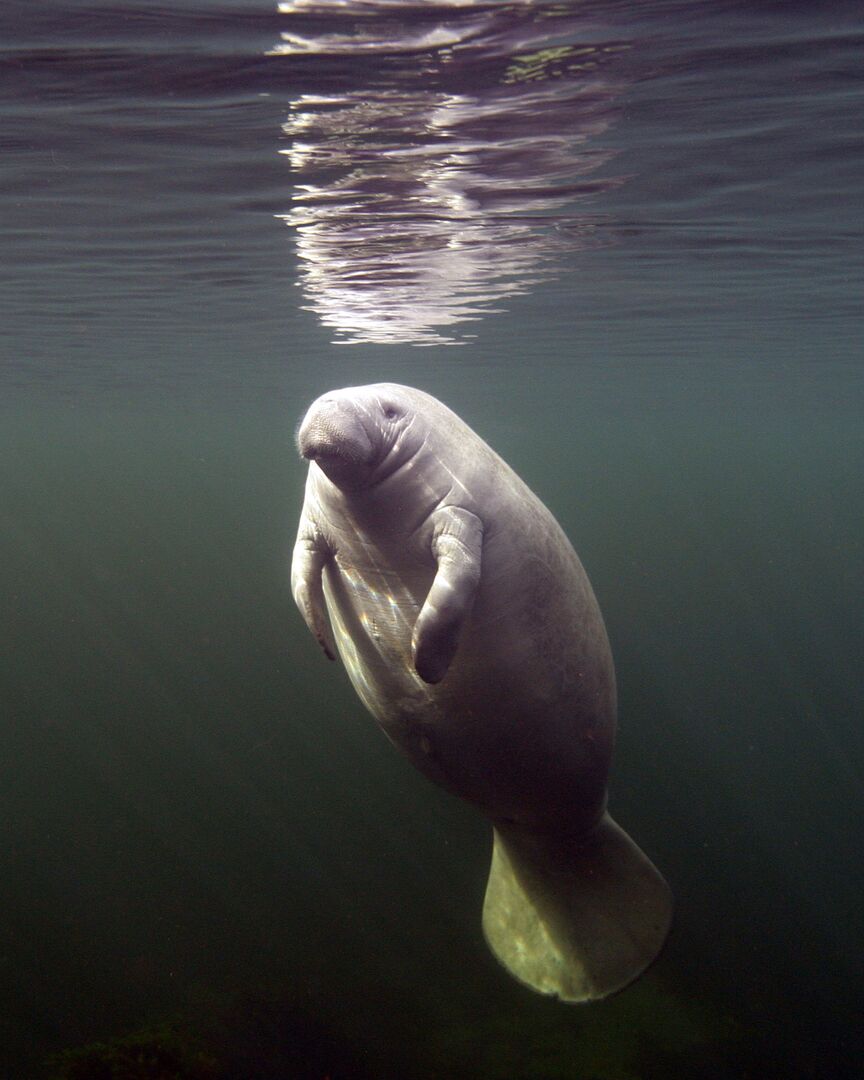 manatee2Edward Ball Wakulla Springs_credit Thomas M Scott_2