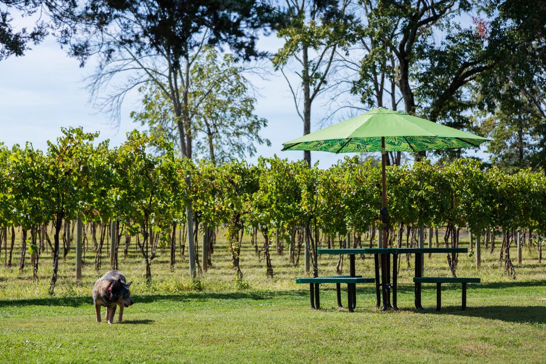 Buckingham Valley Vineyards & Winery