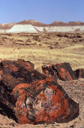 Petrified Forest National Park