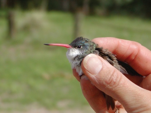 Hummingbird