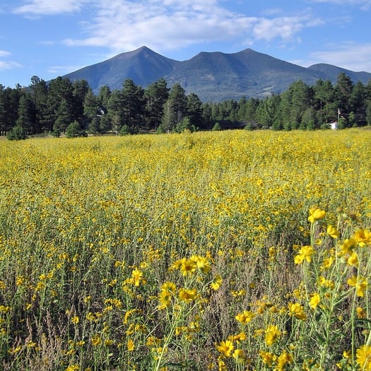 Flagstaff Yellow Wildflowers