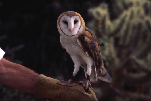 Arizona-Sonora Desert Museum