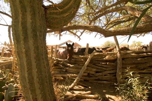 Tanque Verde Ranch