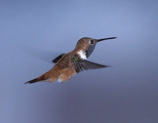 Hummingbird