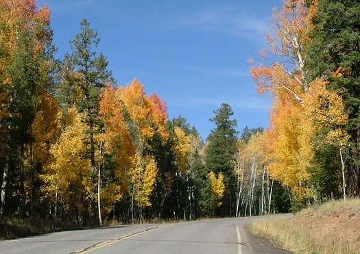 Flagstaff Forest