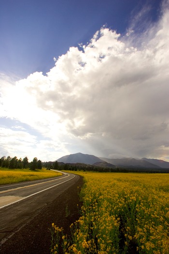 Flagstaff Yellow Wildflowers