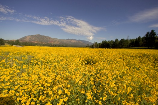 Flagstaff Yellow Wildflowers