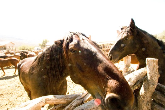 Tanque Verde Ranch